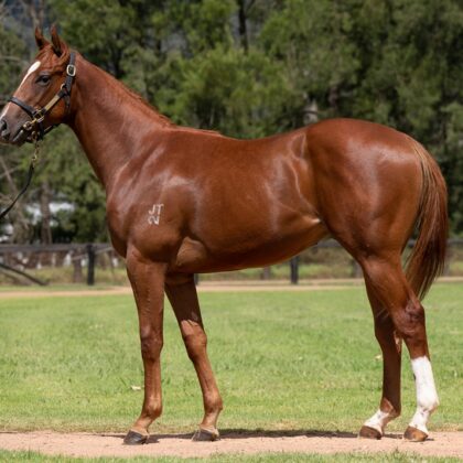 Zousain x Sangiovese