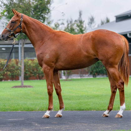 Castlevecchio x Double Ranga